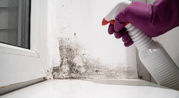 Best Mold removal after water damage  in Jonestown, TX